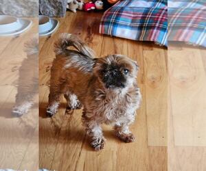 Shih Tzu Dogs for adoption in Thomasville, NC, USA