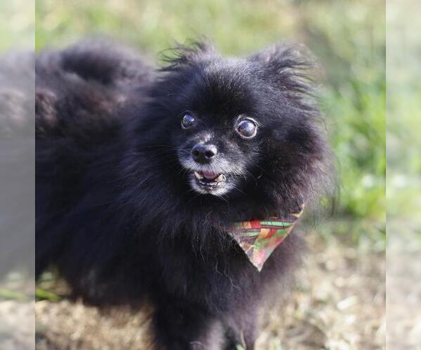 Medium Photo #1 Pomeranian-Unknown Mix Puppy For Sale in San Antonio, TX, USA