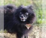 DOTTIE - Female Pomeranian-Unknown Mix Dog for Adoption - Small photo