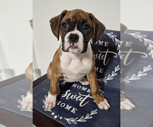 Boxer Puppy for Sale in CITRUS SPRINGS, Florida USA