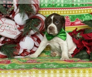German Shorthaired Pointer-Unknown Mix Puppy for sale in LANCASTER, PA, USA