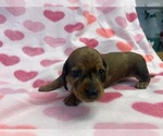 Small Photo #5 Dachshund Puppy For Sale in ASHLAND, NE, USA