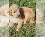 Small Photo #6 Goldendoodle Puppy For Sale in TARBORO, NC, USA