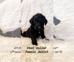 Small Photo #1 Labradoodle Puppy For Sale in ROCKY MOUNT, NC, USA