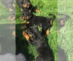 Small Photo #35 Rottweiler Puppy For Sale in OAK GLEN, CA, USA