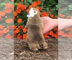 Small Photo #2 English Bulldog Puppy For Sale in NAPPANEE, IN, USA