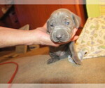 Small Photo #23 Weimaraner Puppy For Sale in LAS ANIMAS, CO, USA