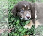 Small Photo #17 Australian Shepherd Puppy For Sale in MORROW, OH, USA