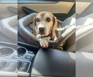 Beagle Dogs for adoption in Garner, NC, USA