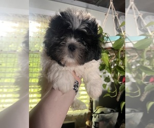 Shih Tzu Puppy for sale in ROGERSVILLE, AL, USA