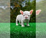 Small #2 French Bulldog