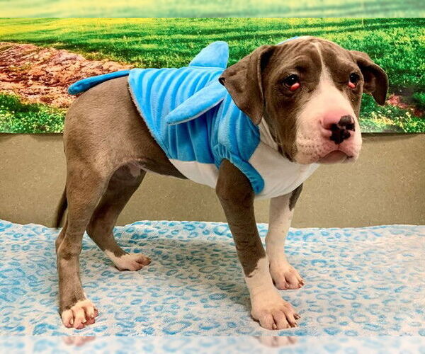 Medium Photo #2 Mutt Puppy For Sale in Moreno Valley, CA, USA