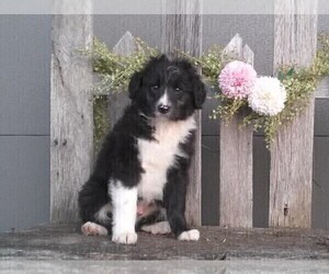 Aussiedoodle Miniature Puppy for sale in FREDERICKSBURG, OH, USA