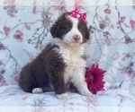 Small Photo #12 Australian Shepherd Puppy For Sale in LAKELAND, FL, USA
