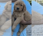 Puppy Lucy Golden Retriever