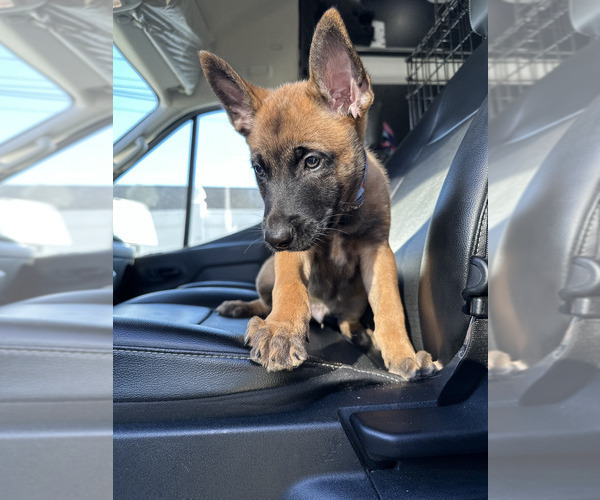 Medium Photo #2 Belgian Malinois Puppy For Sale in S CHARLESTON, WV, USA