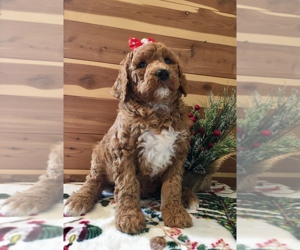 Medium Photo #2 Goldendoodle-Poodle (Standard) Mix Puppy For Sale in RICHMOND, IL, USA