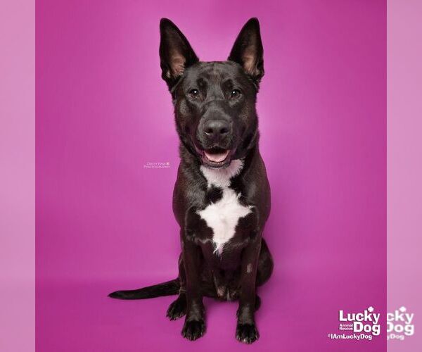 Medium Photo #19 Mutt Puppy For Sale in Washington, DC, USA