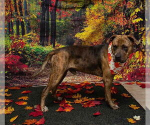 Mutt Dogs for adoption in Sanford, FL, USA