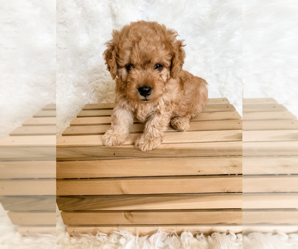 Medium Photo #1 Irish Doodle-Poodle (Miniature) Mix Puppy For Sale in WILMOT, OH, USA