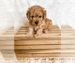 Small Photo #1 Irish Doodle-Poodle (Miniature) Mix Puppy For Sale in WILMOT, OH, USA