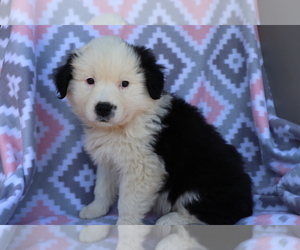 Australian Shepherd Puppy for sale in SHILOH, OH, USA