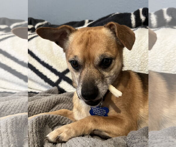 Medium Photo #1 Chihuahua-Unknown Mix Puppy For Sale in Bellevue, WA, USA