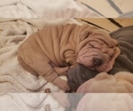 Small Photo #24 Chinese Shar-Pei Puppy For Sale in DIXON, CA, USA