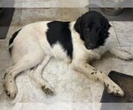 Small Photo #42 Newfoundland Puppy For Sale in AURORA, IN, USA