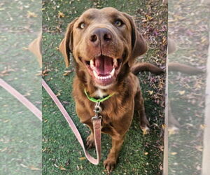 Labrador Retriever-Unknown Mix Dogs for adoption in Lakewood, CO, USA