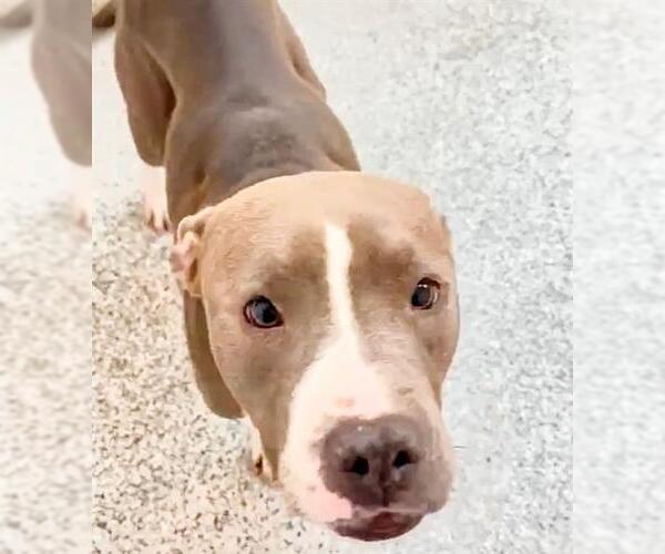 Medium Photo #2 Mutt Puppy For Sale in Houston, TX, USA