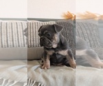 Small Photo #52 French Bulldog Puppy For Sale in GOSHEN, IN, USA