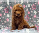 Small Photo #11 Miniature Labradoodle Puppy For Sale in LAKELAND, FL, USA