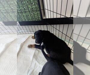 Borador Dogs for adoption in Temple, TX, USA
