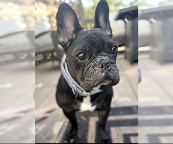 Medium Photo #8 American French Bull Terrier Puppy For Sale in LOCKPORT, IL, USA