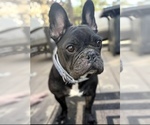 Small #7 American French Bull Terrier