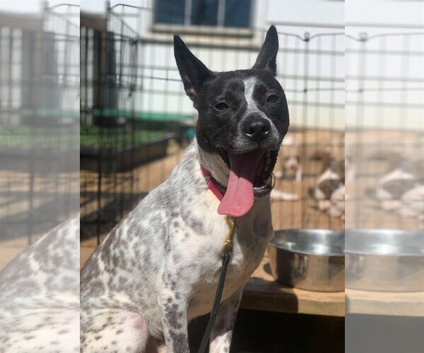 Medium Photo #7 Mutt Puppy For Sale in Derwood, MD, USA