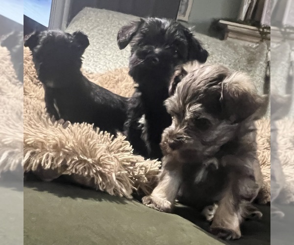 Medium Photo #3 Schnauzer (Miniature) Puppy For Sale in WALNUT COVE, NC, USA