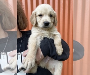 Golden Retriever Puppy for sale in APPOMATTOX, VA, USA