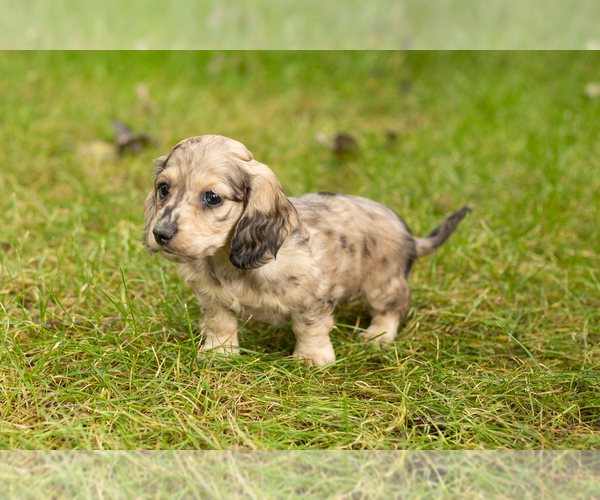 Medium Photo #2 Dachshund Puppy For Sale in MILFORD, IN, USA