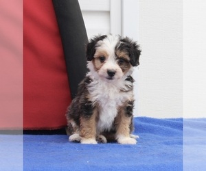 Aussie-Poo Puppy for sale in MILLERSBURG, OH, USA