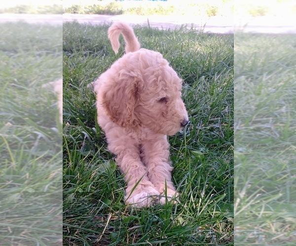 Medium Photo #1 Goldendoodle Puppy For Sale in TRINIDAD, CO, USA