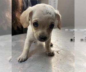 Chihuahua Dogs for adoption in Redlands, CA, USA