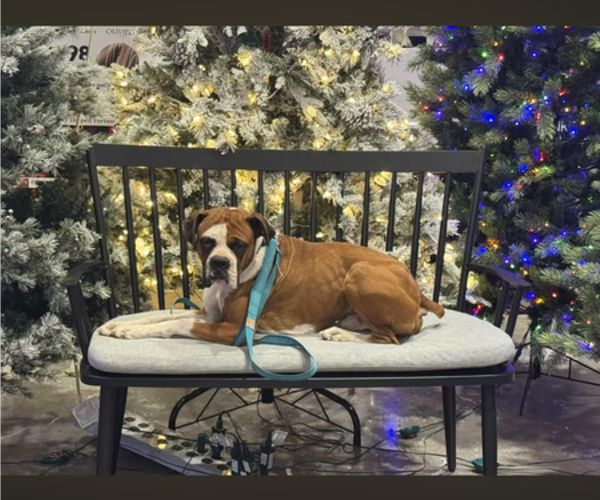 Medium Photo #1 Boxer Puppy For Sale in WALNUT GROVE, MO, USA