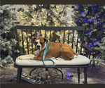 Small Photo #1 Boxer Puppy For Sale in WALNUT GROVE, MO, USA