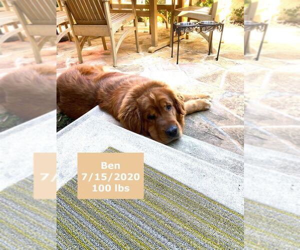 Medium Photo #12 Golden Retriever Puppy For Sale in West Hollywood, CA, USA