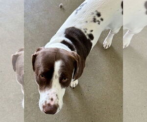 Basset Hound-Unknown Mix Dogs for adoption in Pampa, TX, USA