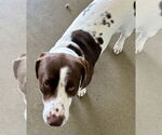 Small Basset Hound Mix