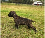 Small Photo #4 Cane Corso Puppy For Sale in EUSTIS, FL, USA