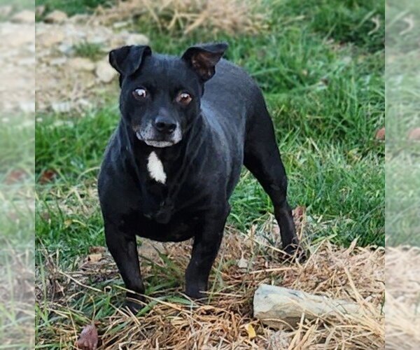 Medium Photo #1 Mutt Puppy For Sale in Walnutport, PA, USA